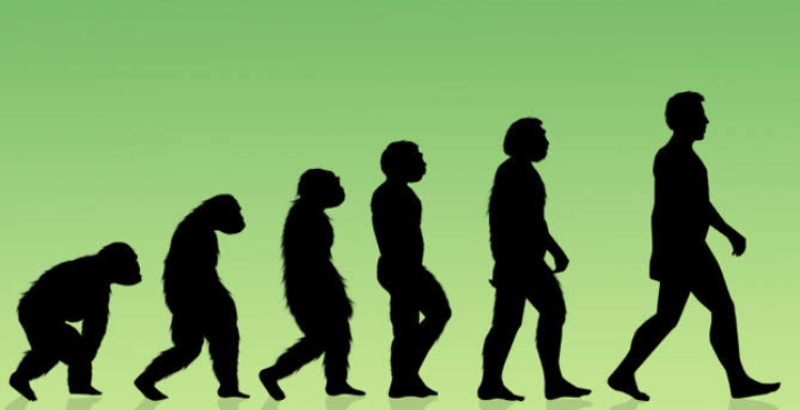 Evolution of a man from an ape